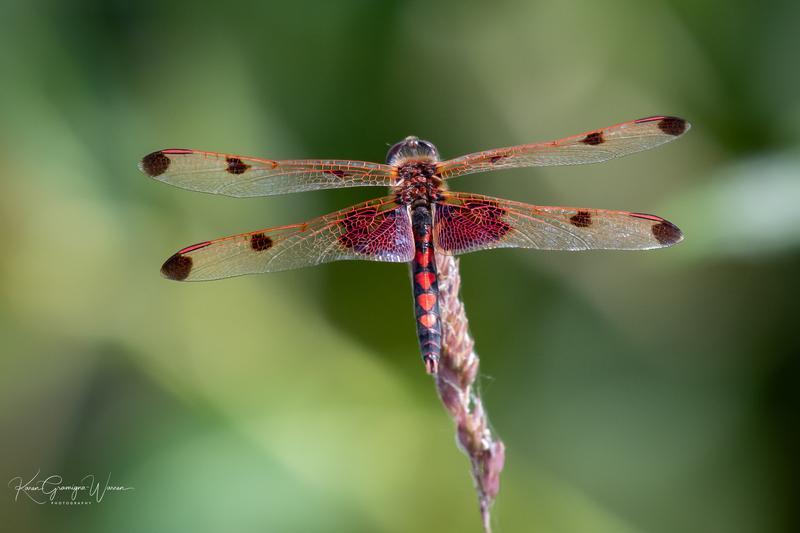 Photo of Calico Pennant