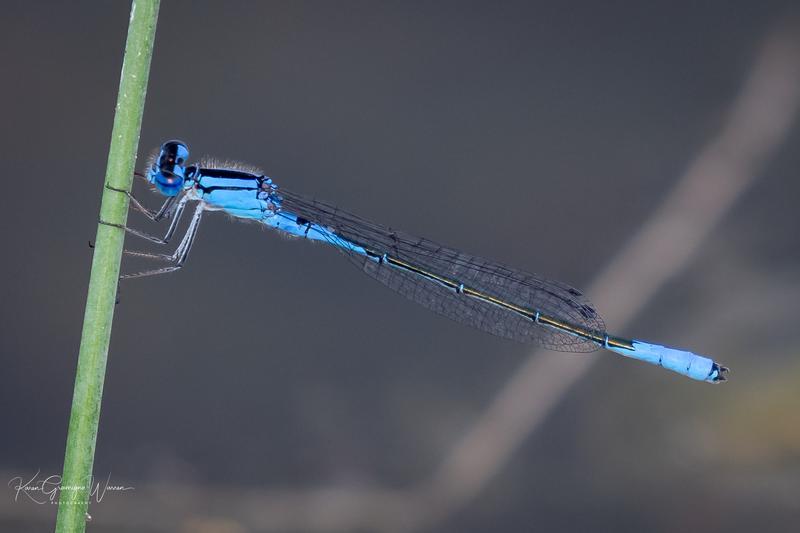Photo of Azure Bluet