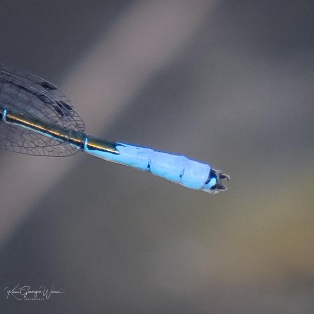 Photo of Azure Bluet