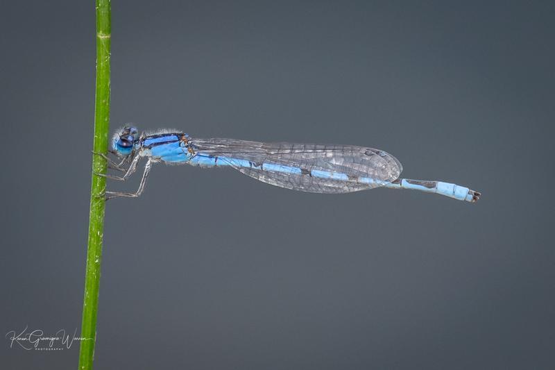 Photo of Familiar Bluet