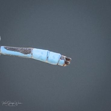 Photo of Familiar Bluet