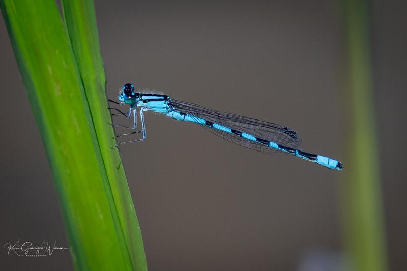 Photo of Marsh Bluet
