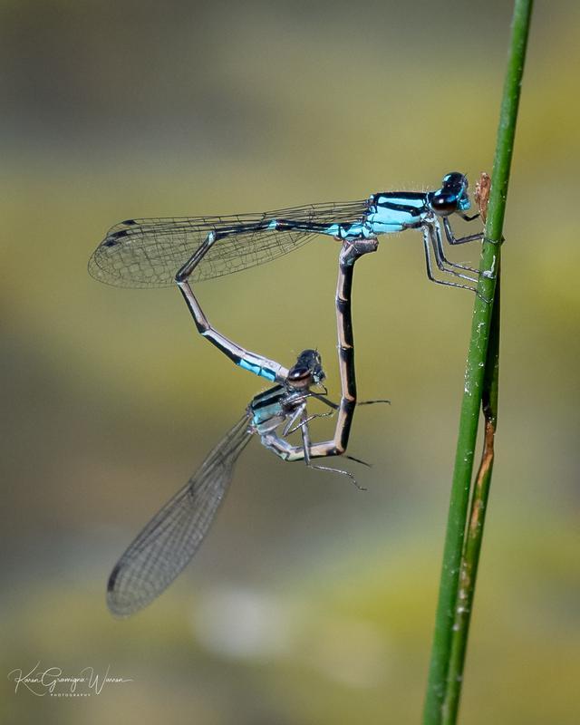 Photo of Skimming Bluet