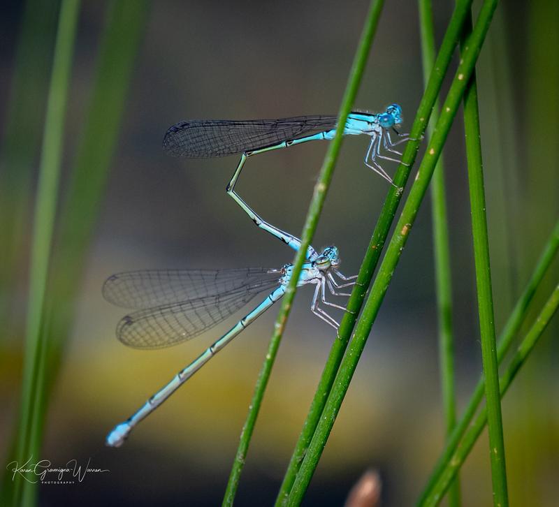 Photo of Slender Bluet