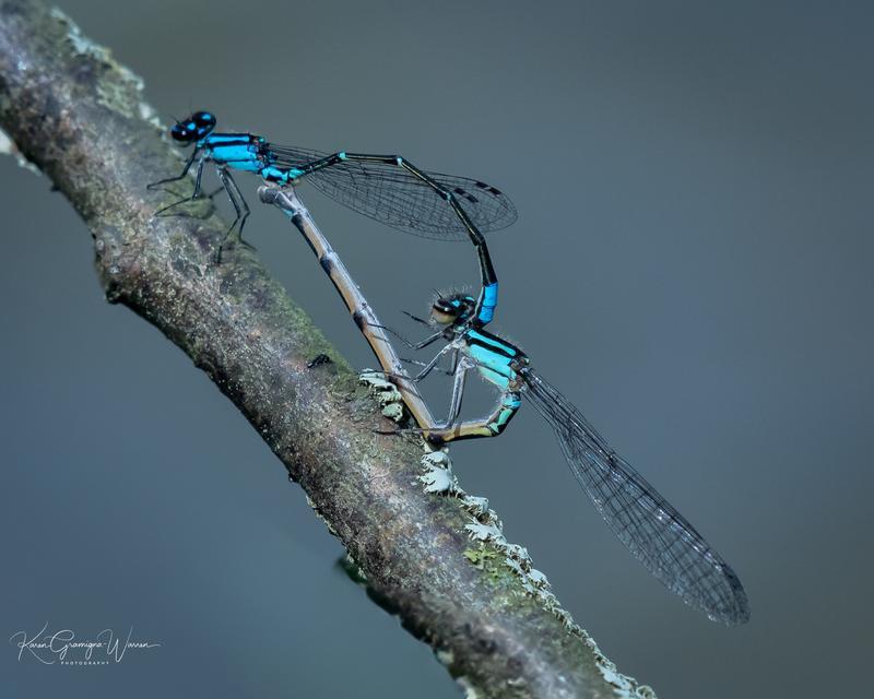 Photo of Skimming Bluet