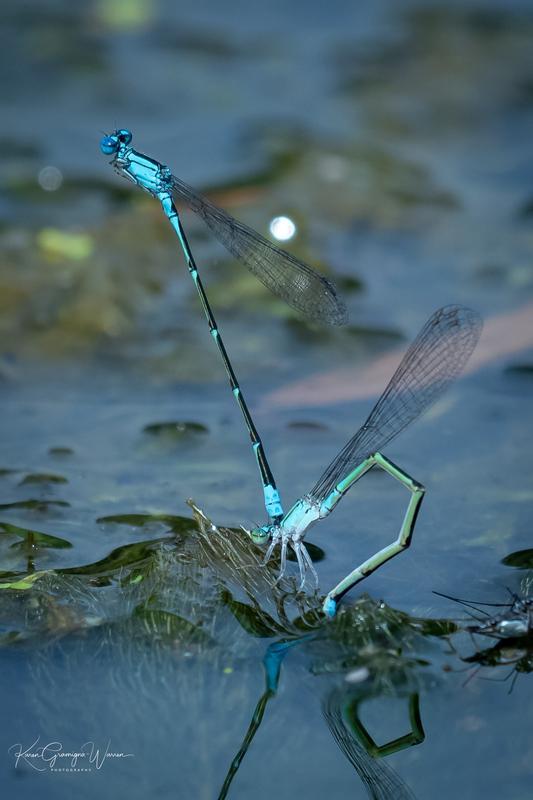 Photo of Slender Bluet