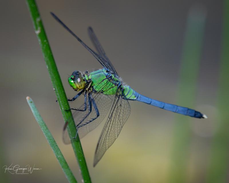 Photo of Eastern Pondhawk
