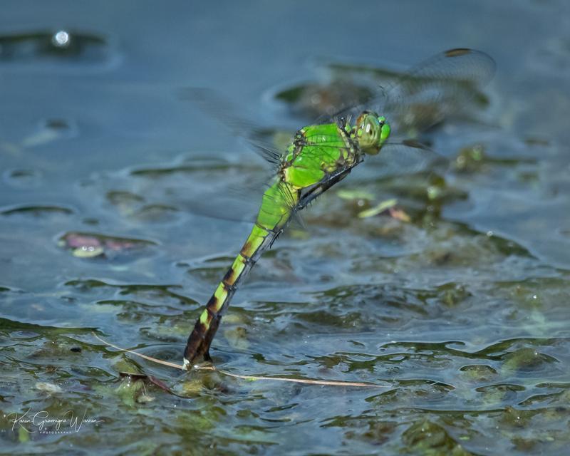 Photo of Eastern Pondhawk