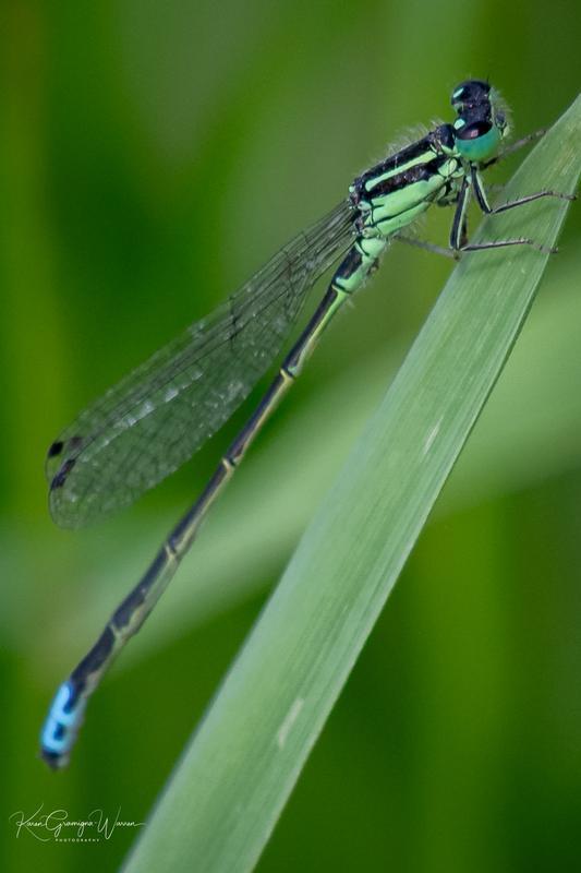 Photo of Eastern Forktail