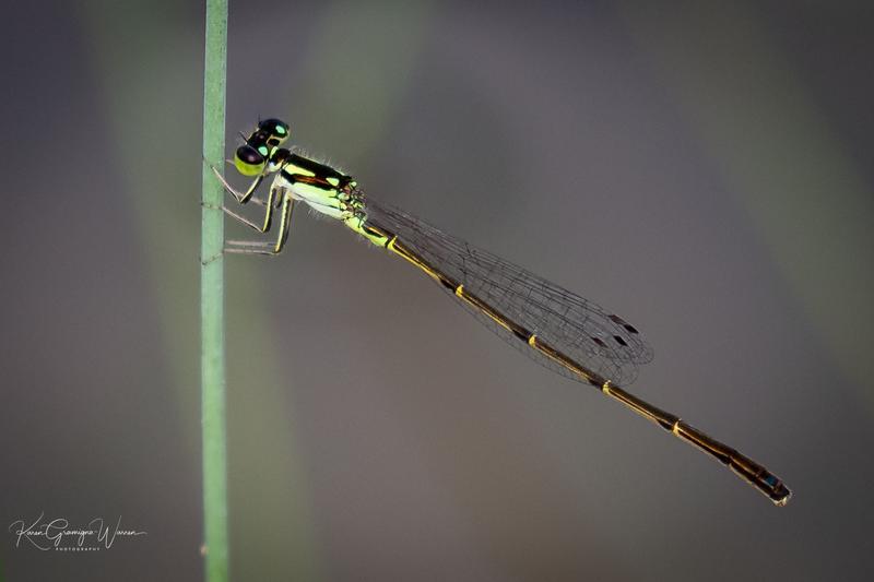 Photo of Fragile Forktail