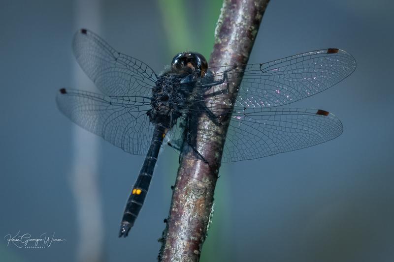Photo of Dot-tailed Whiteface