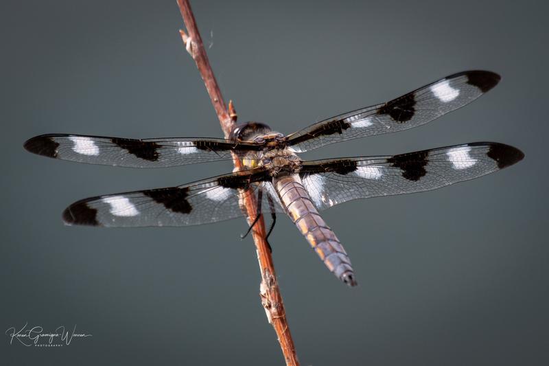 Photo of Twelve-spotted Skimmer
