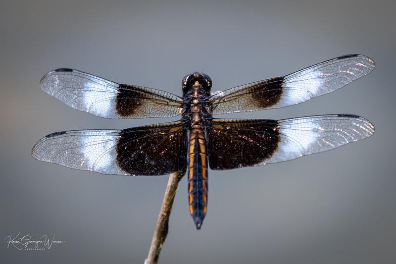 Photo of Widow Skimmer