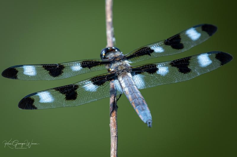 Photo of Twelve-spotted Skimmer