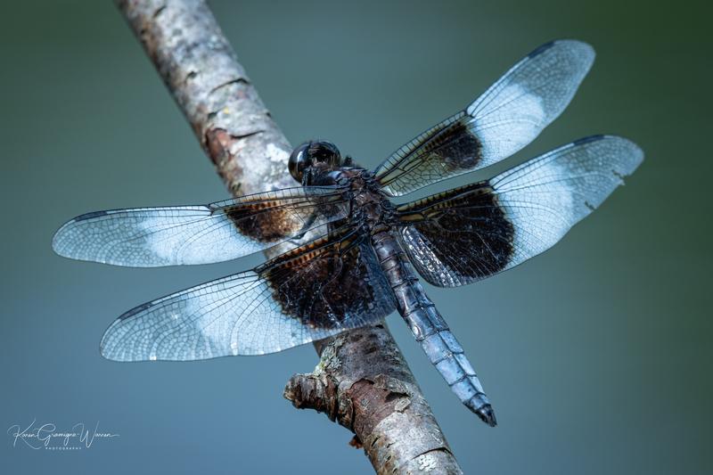 Photo of Widow Skimmer
