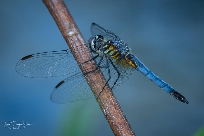 Photo of Blue Dasher
