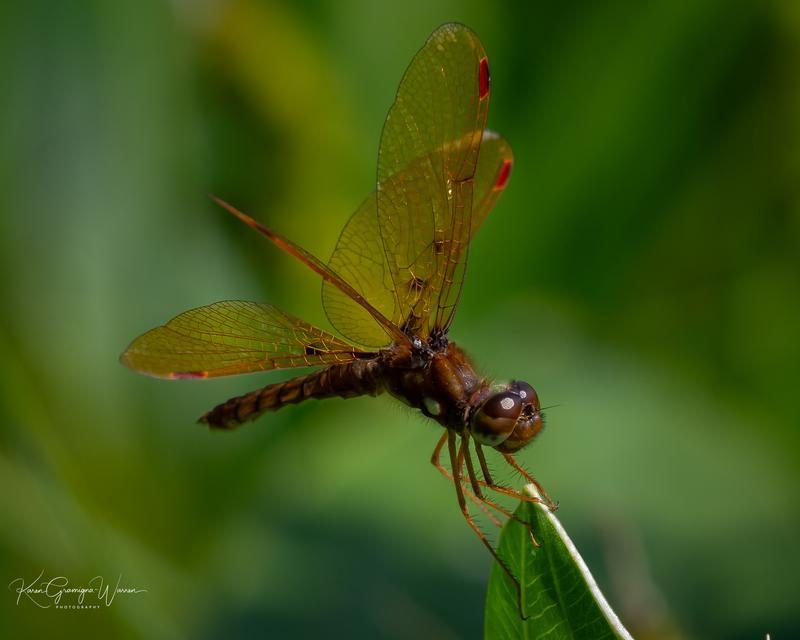 Photo of Eastern Amberwing