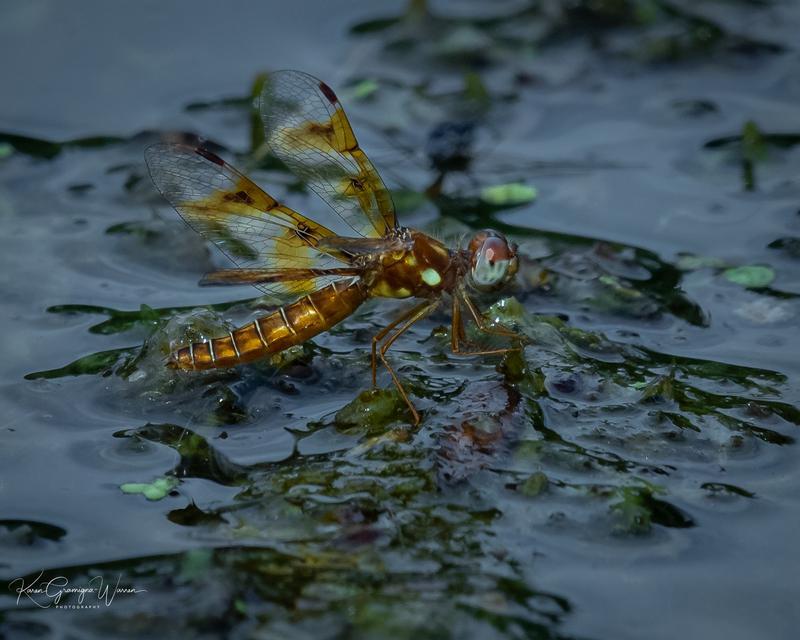 Photo of Eastern Amberwing