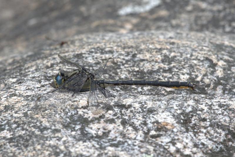Photo of Horned Clubtail