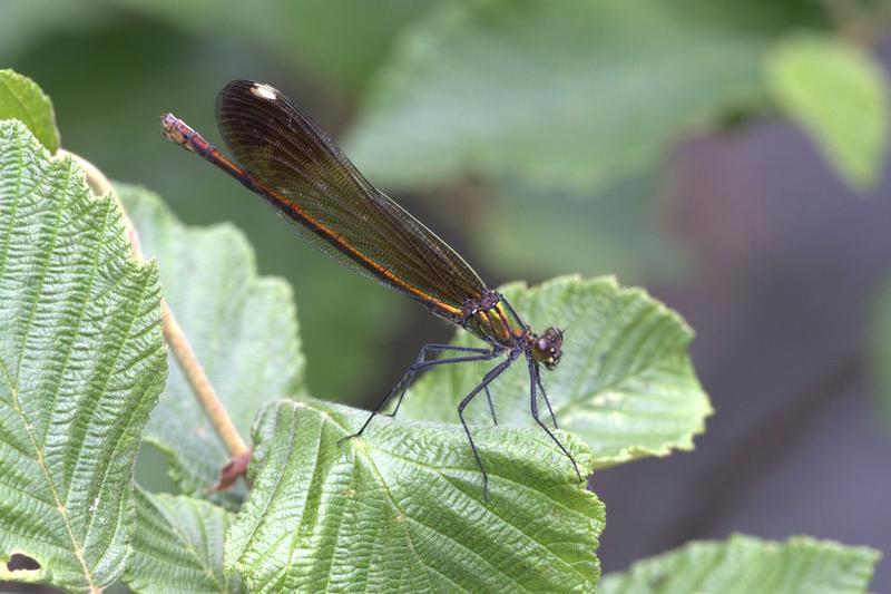 Photo of River Jewelwing