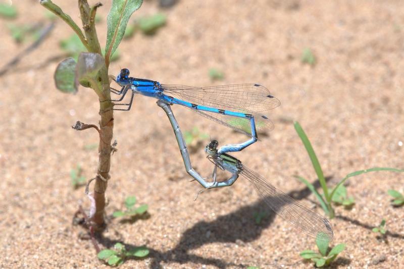 Photo of Familiar Bluet