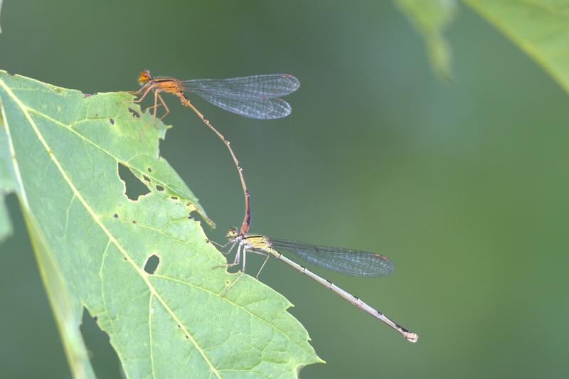 Photo of Orange Bluet