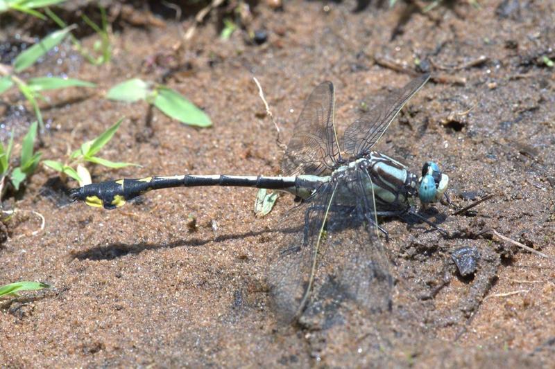Photo of Midland Clubtail