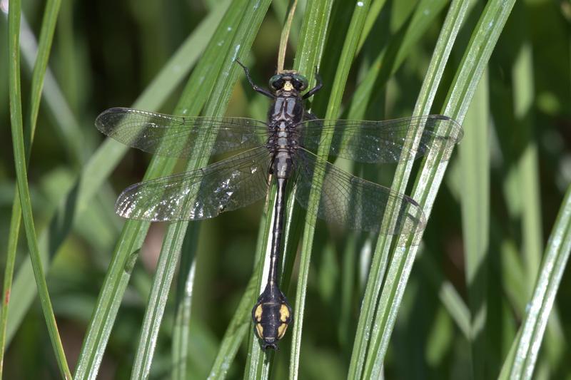 Photo of Skillet Clubtail