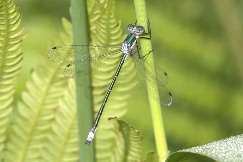 Photo of Emerald Spreadwing