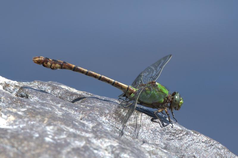 Photo of Rusty Snaketail