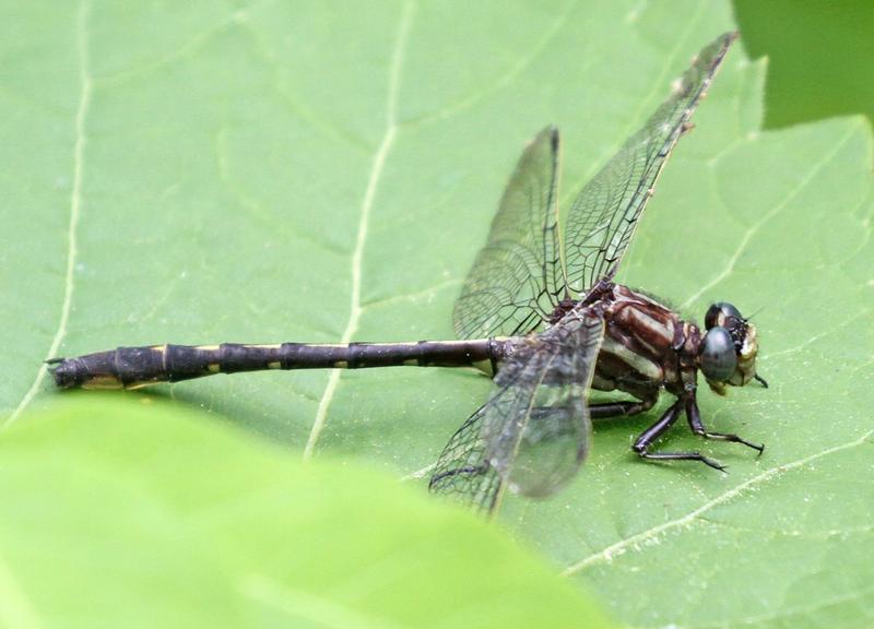 Photo of Ashy Clubtail