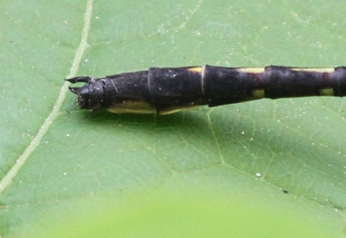 Photo of Ashy Clubtail