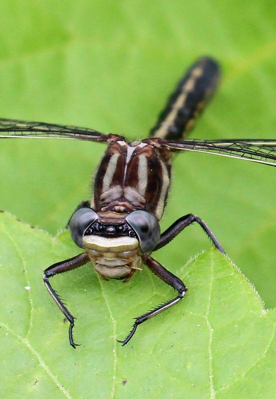 Photo of Dusky Clubtail