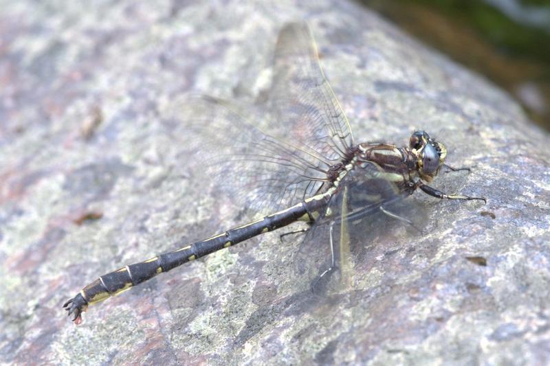 Photo of Ashy Clubtail