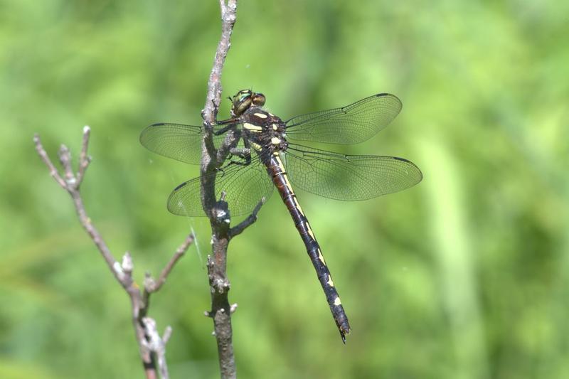 Photo of Arrowhead Spiketail