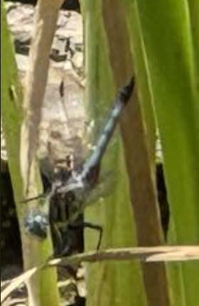Photo of Blue Dasher