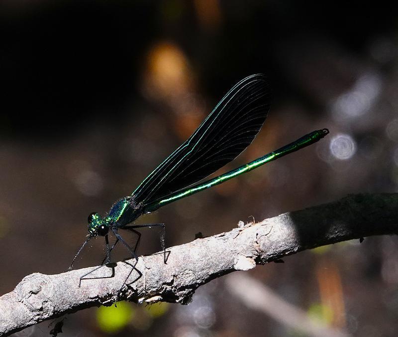 Photo of Ebony Jewelwing