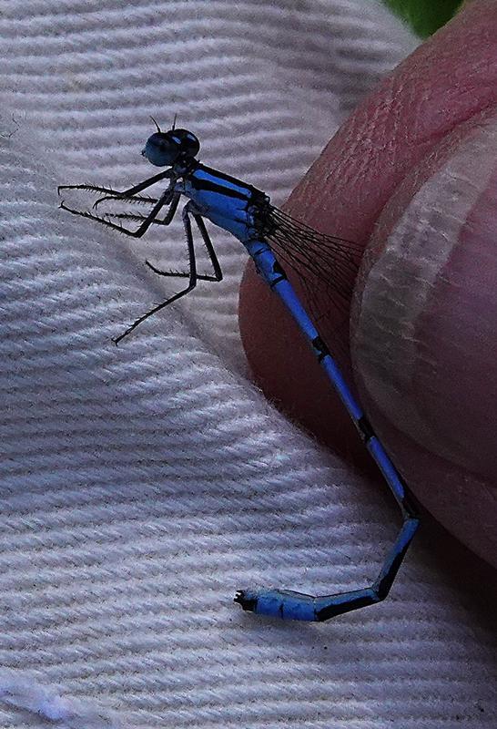 Photo of Marsh Bluet