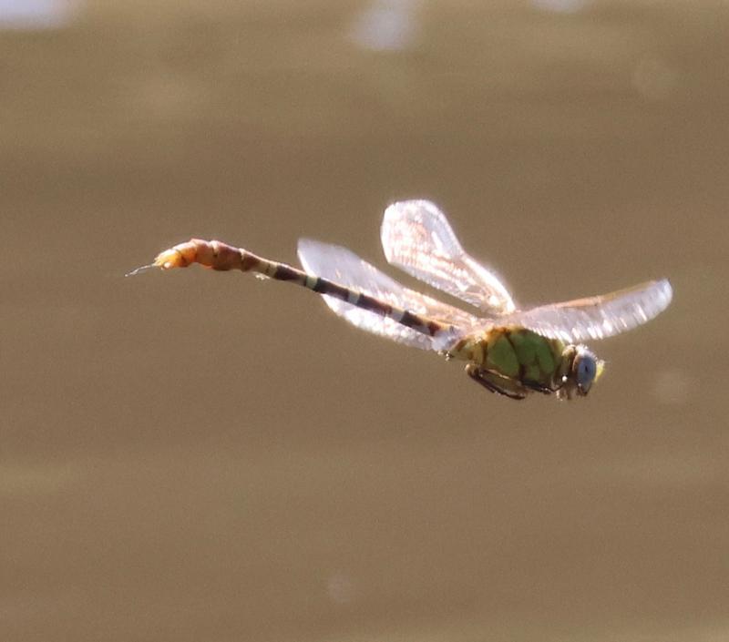 Photo of Eastern Ringtail