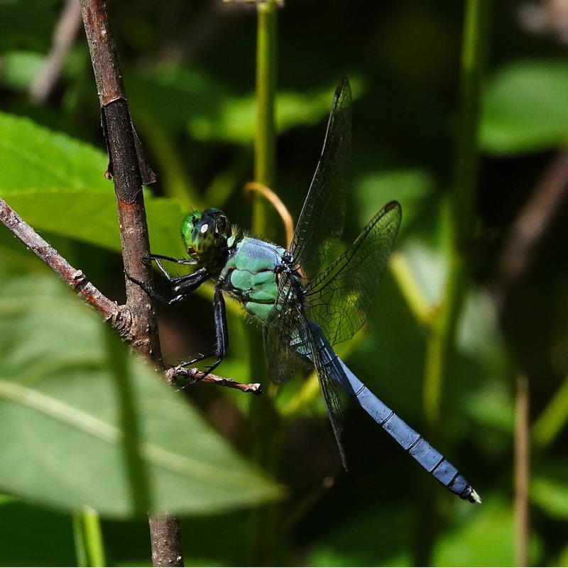 Photo of Eastern Pondhawk