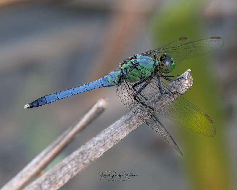 Photo of Eastern Pondhawk