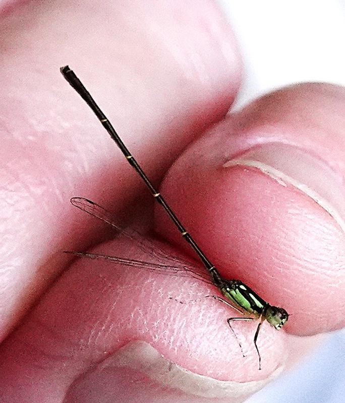 Photo of Fragile Forktail