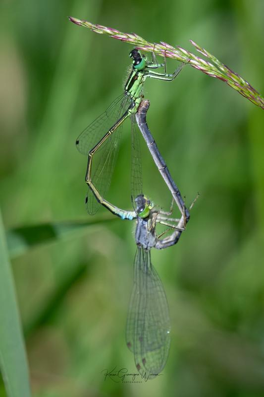 Photo of Eastern Forktail