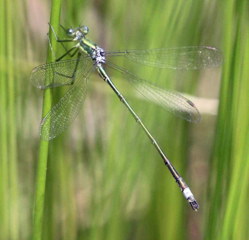 Photo of Elegant Spreadwing