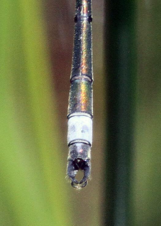 Photo of Elegant Spreadwing