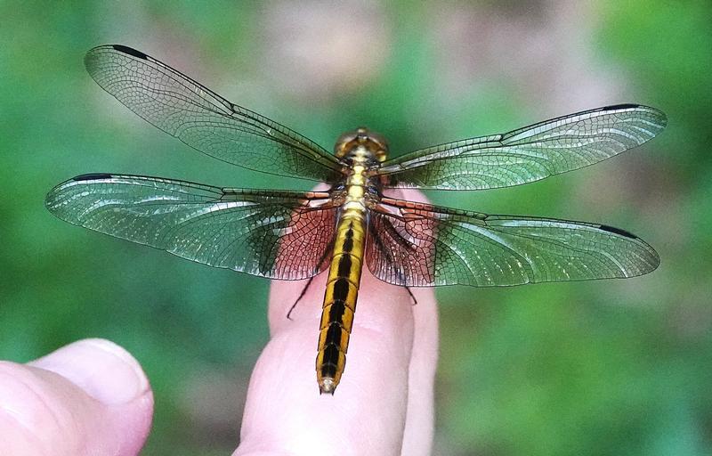 Photo of Widow Skimmer