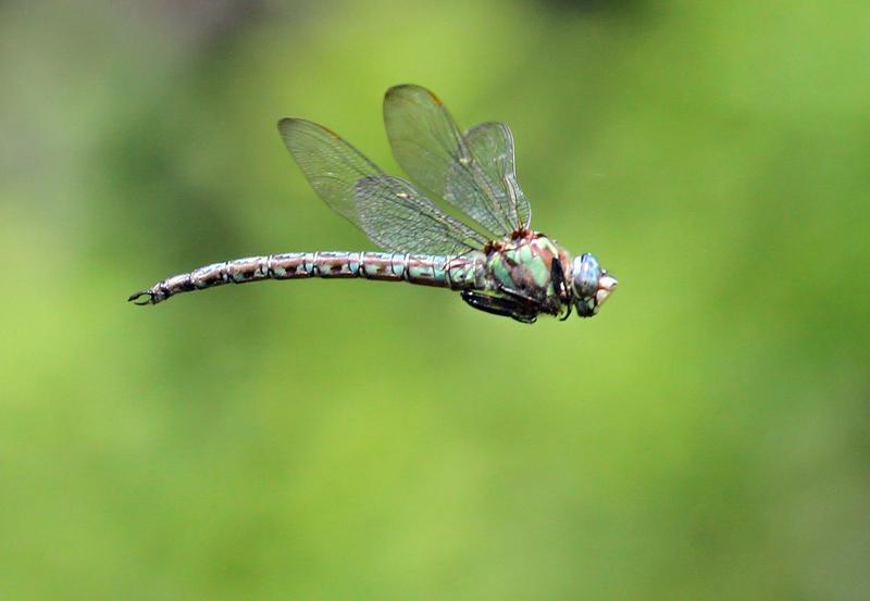 Photo of Cyrano Darner