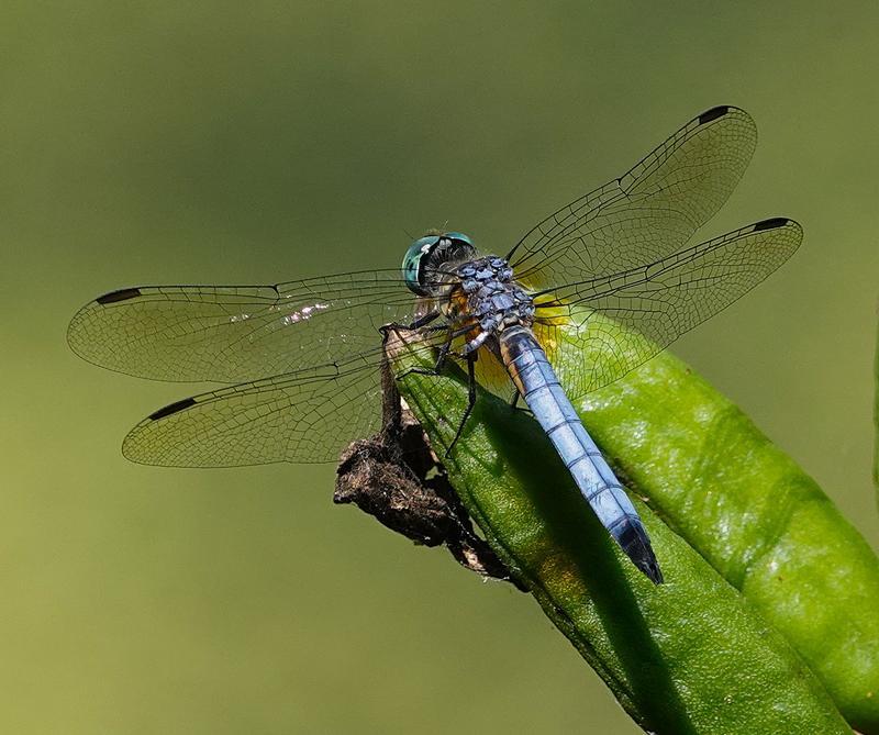 Photo of Blue Dasher
