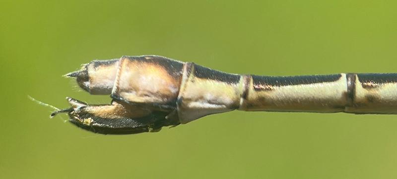 Photo of Sweetflag Spreadwing