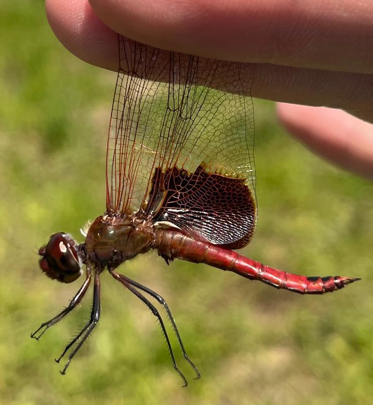 Photo of Red Saddlebags